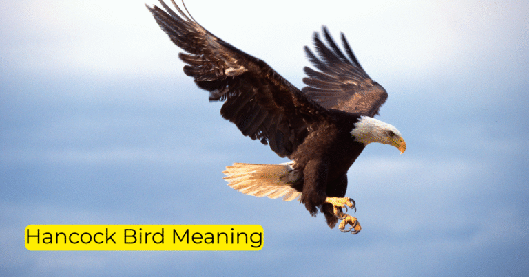 Hancock Bird Meaning